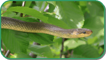 aesculapian snake