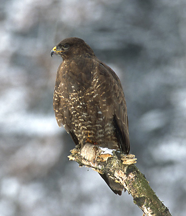 Up to 5% of the buzzards diet comprises reptiles and amphibians; including adders.