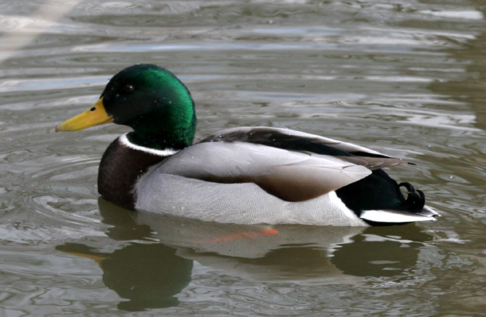 Mallard