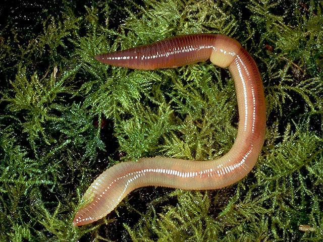 Earthworms are eaten in both aquatic and terrestrial phases - when available.