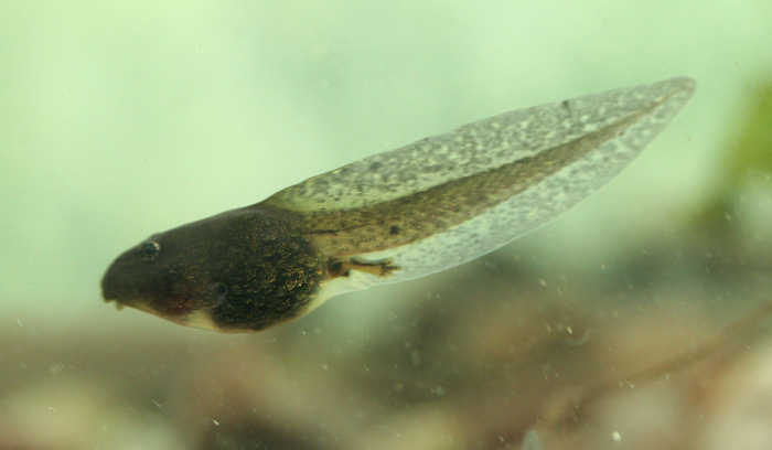 Tadpoles are a favourite prey item - both frog and toad tadpoles are eaten.