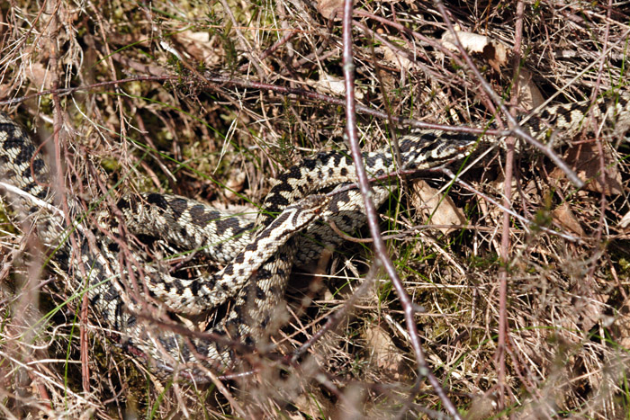 When detected - the mate-guarding Adder challenged the intruder