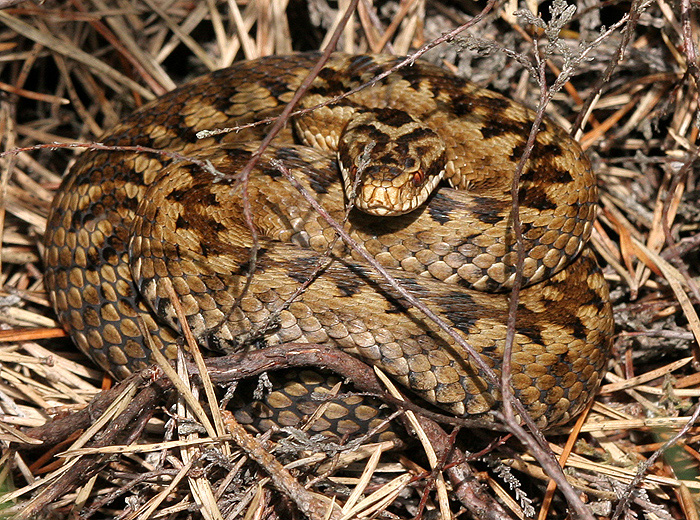 The female Adder has a brown zig-zag pattern; and brown flecks on the labial scales.