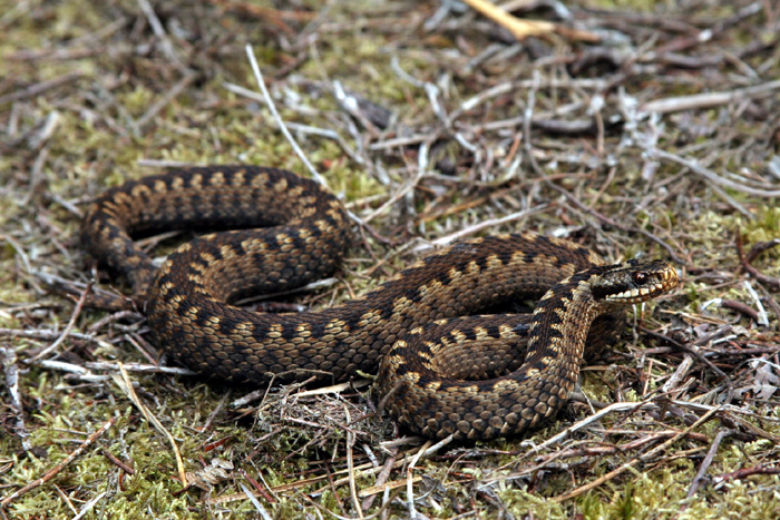 The zig-zag markings of this female adder are unmistakable.