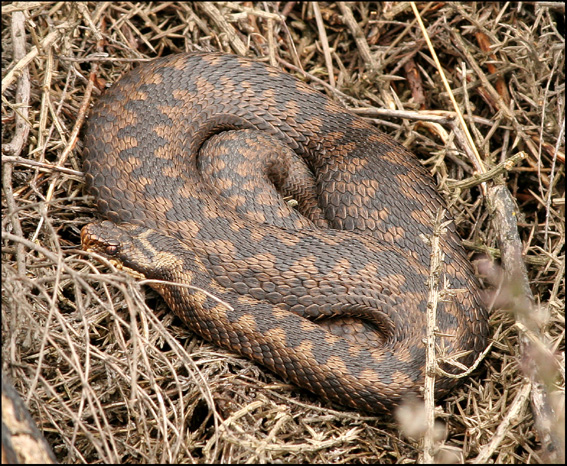 basking adders