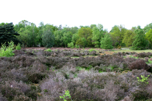 Heathland provides good habitat for adder; although woodland margins are preferred.