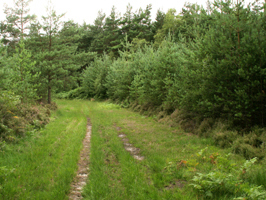 Forest rides provide high concentrations of adder sightings due to the lack of suitable basking locations.
