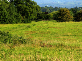 Chalk grassland provides excellent drainage for adders.