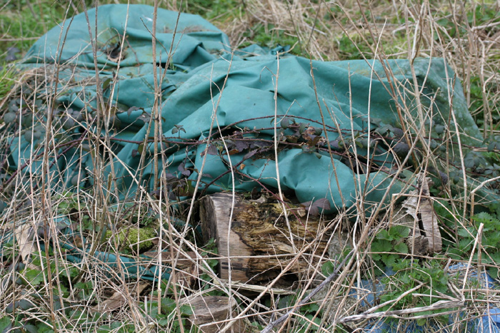 This tarpaulin-covered pile of logs is an active adder hibernacula on a working dairy farm.
