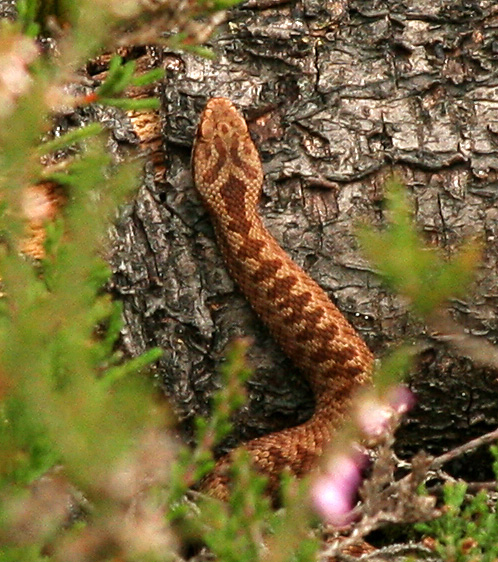 Ginger morphs are usually associated with juvenile or sub-adult female adders although the colouration can be seen in some adults.