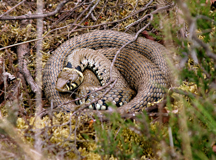 The grass snake is the most commonly encountered snake; often misidentified as an adder.