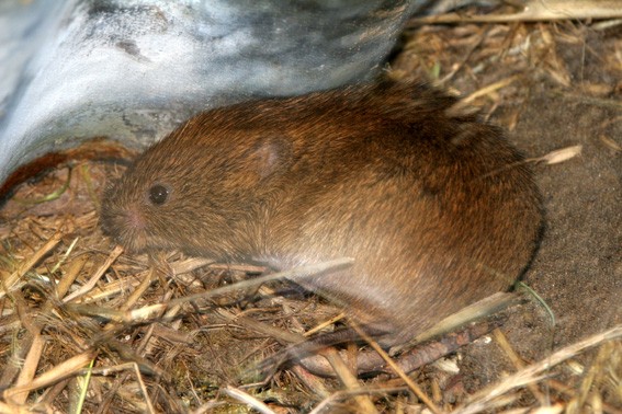 Small mammals such as the Field vole are the staple diet of Adders.