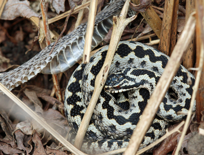 The bright silver of a freshly sloughed male adder.