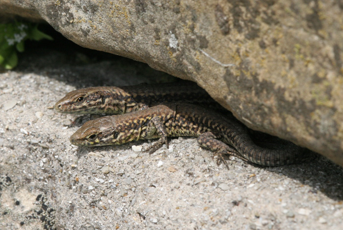 A pair of young wall lizards sheltering together at Ventnor.