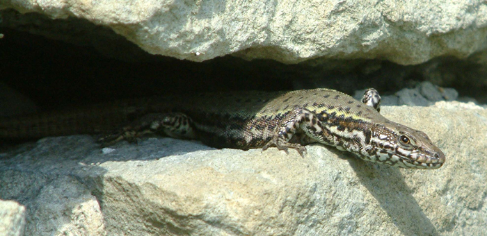  A young adult male of the Ventnor colony peering from his crevice shelter.