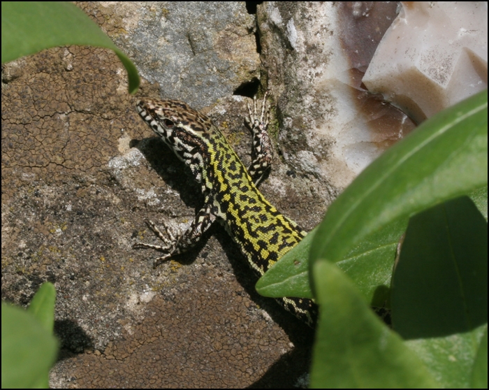 Wall Lizard May Refer To wall-lizard-may-refer-to