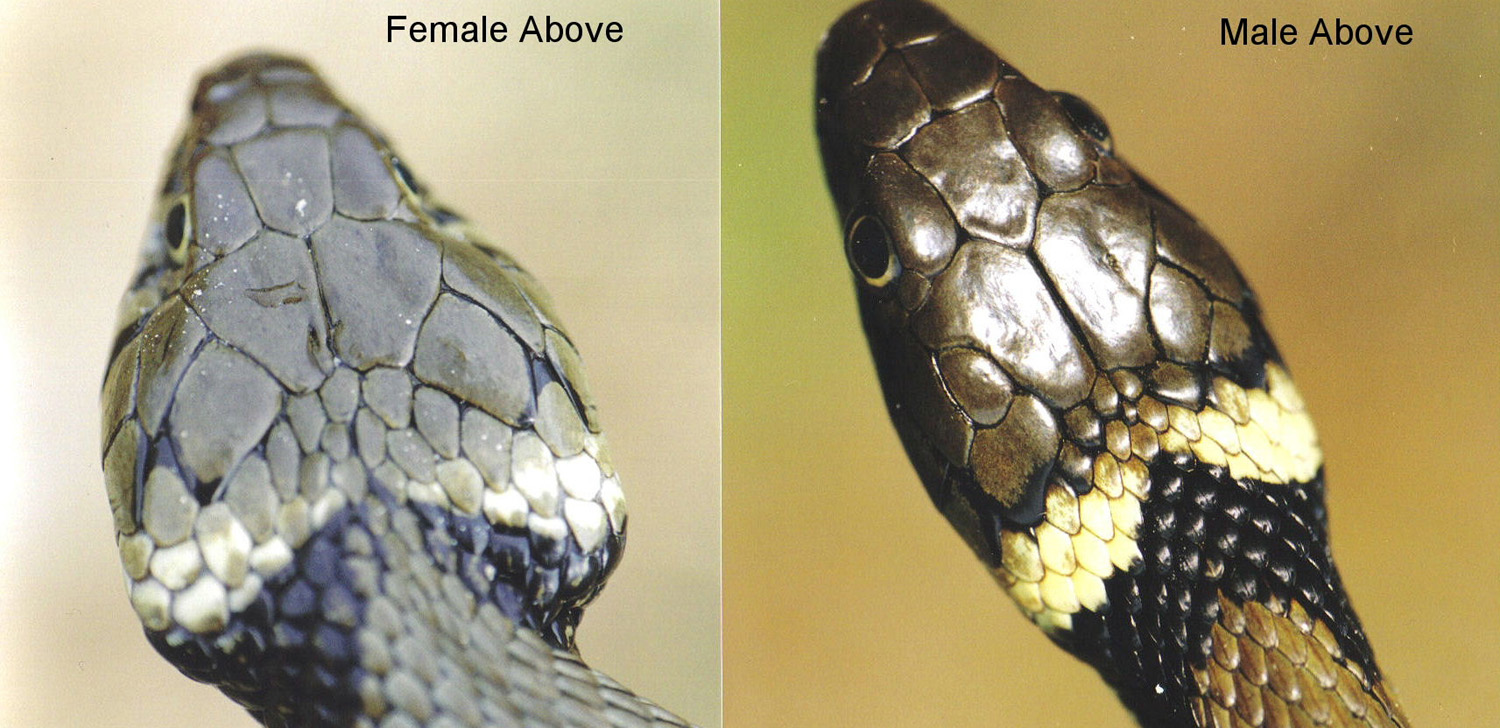 Female Snake