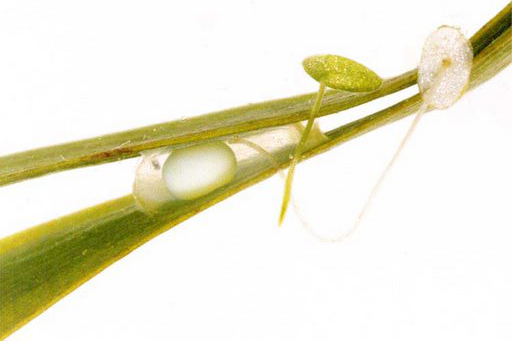 Newt Eggs