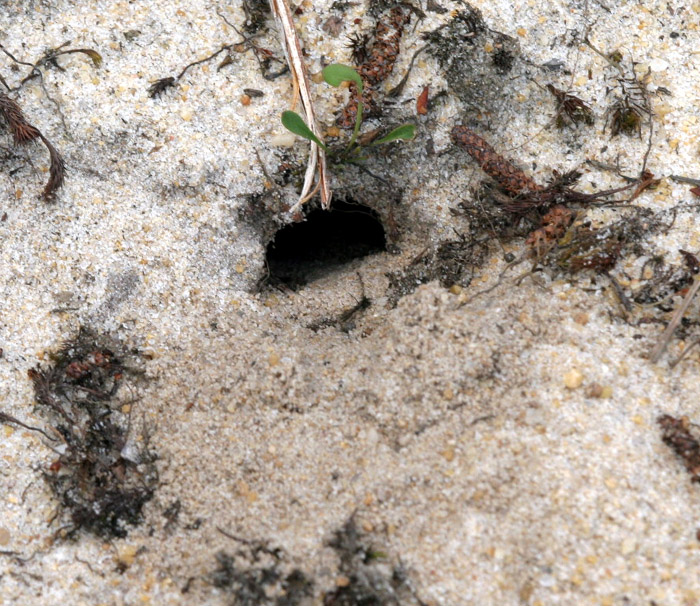 Lizard Eggs