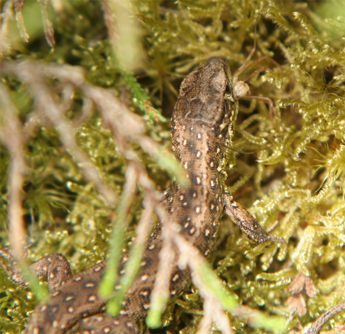 Spider Eats Lizard