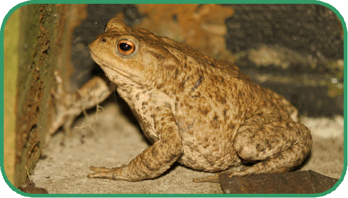 common toad