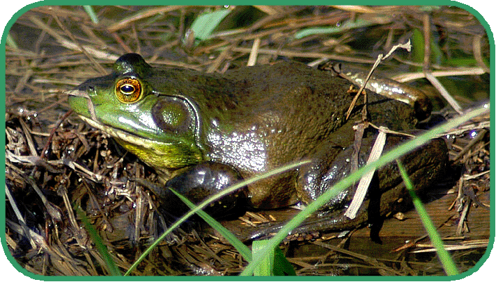 north american bullfrog