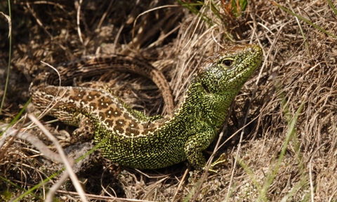 An adult male Sand lizard - Britain