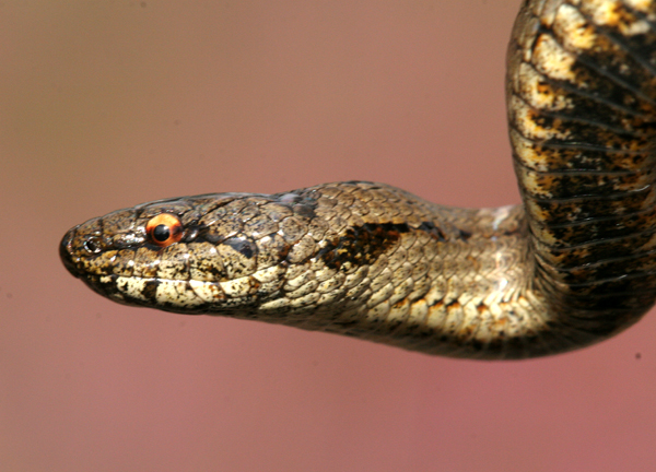 Snakes Rump Surrey Amphibian and Reptile Group - Prospects