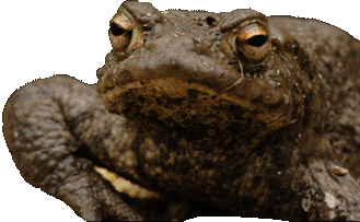 Common toad