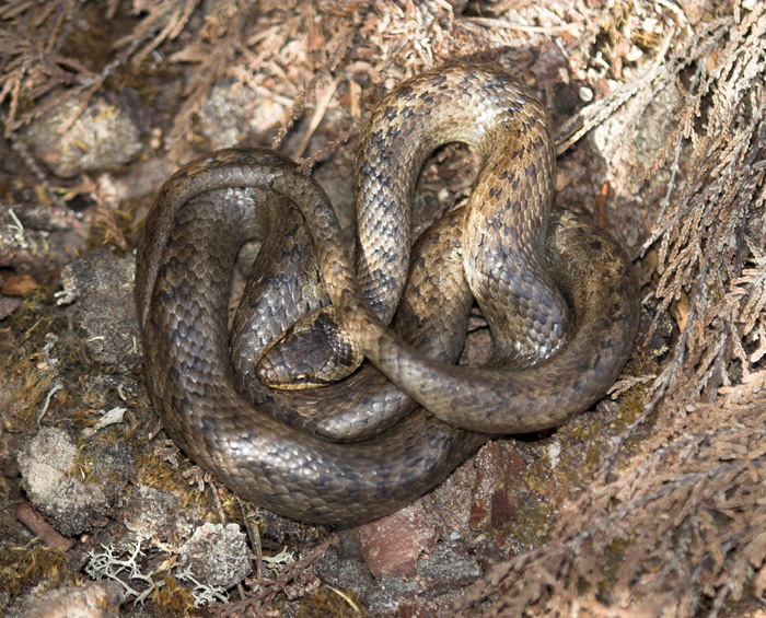 Smooth snake