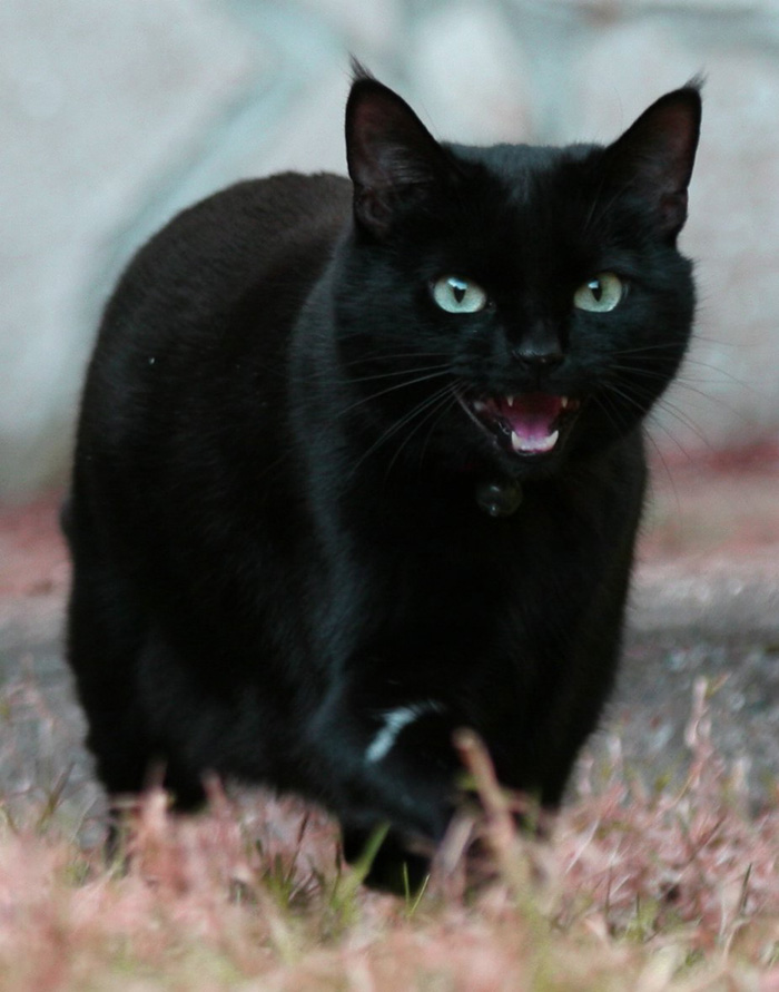 Domestic cat (Wooster)