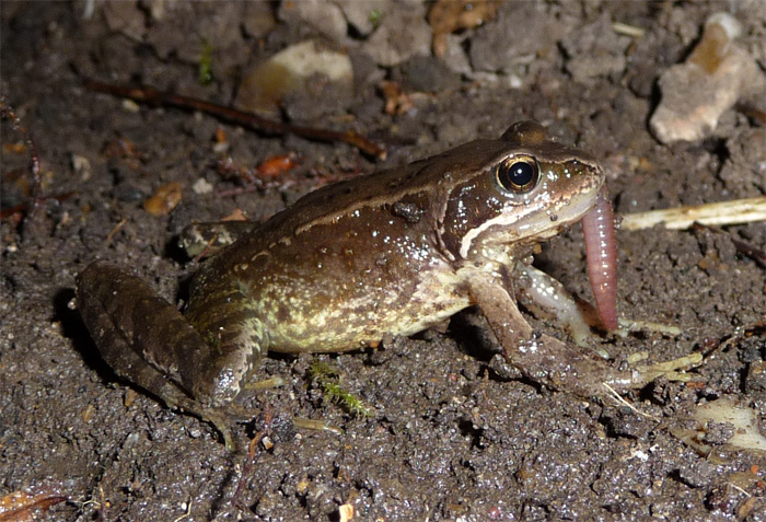 frog mutating flat worm