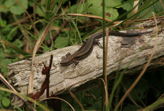 Common lizards are often seen basking on bits of wood that lie in grass.