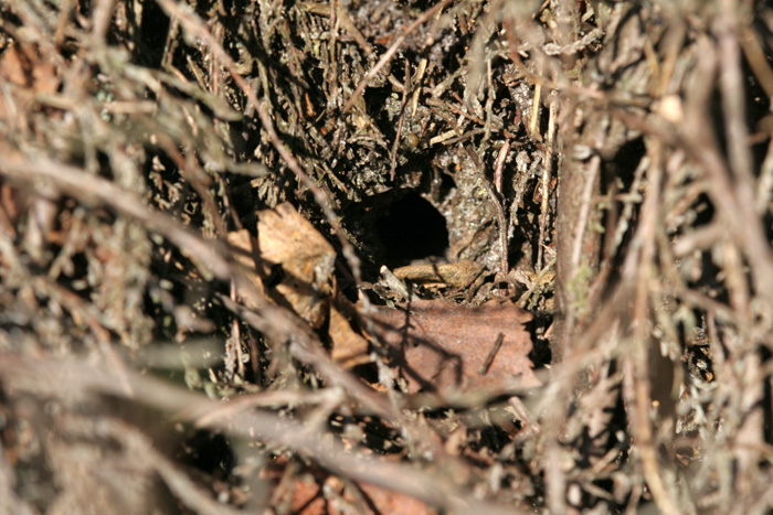 This 2cm diameter burrow on a heather bank is home to a sub-adult Common lizard.
