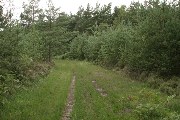 Sunny forest rides offer ideal habitat.