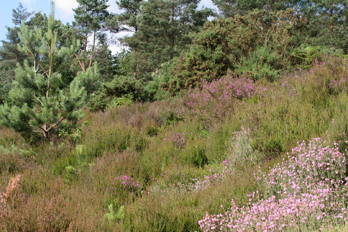 Heathland banks provide good basking opportunities.