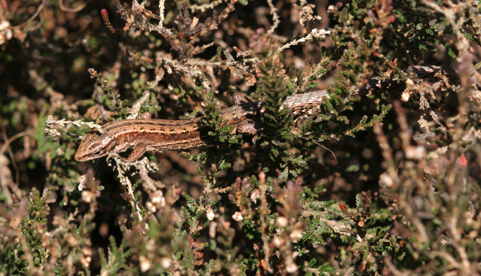 Common lizards will readily climb heather to catch early morning or evening sunlight.