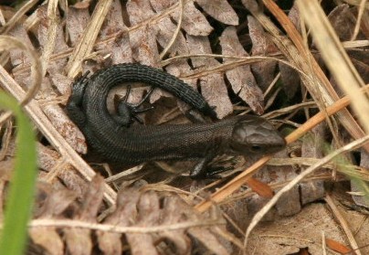 Newly born Common lizards are almost completely black.