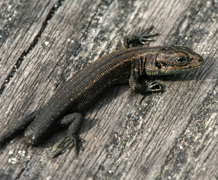 A very young juvenile Common lizard demonstrating autotomy.