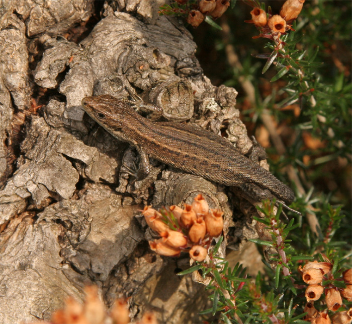 The Common lizard is an adept - although methodical climber.