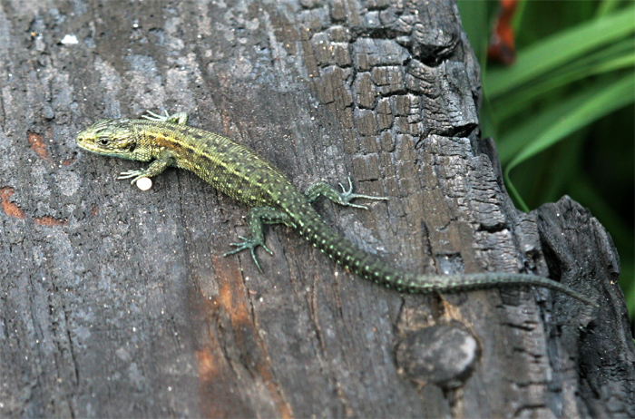 Young Common lizard starting to demonstrate adult patternation.