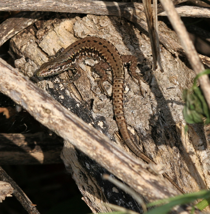 A brown-backed form of the Common Wall lizard of the Shoreham colony.