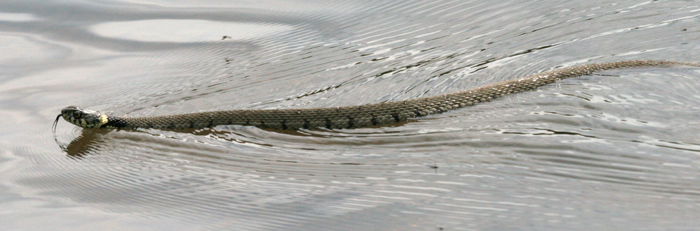 Grass snakes have a high affinity for water