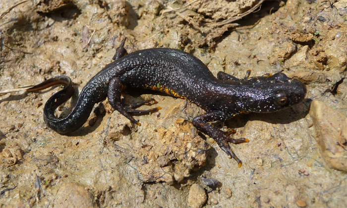 Italian crested newt - Alchetron, The Free Social Encyclopedia