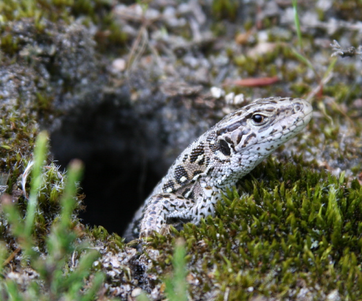 A female Sand lizard emerging from her overnight burrow.