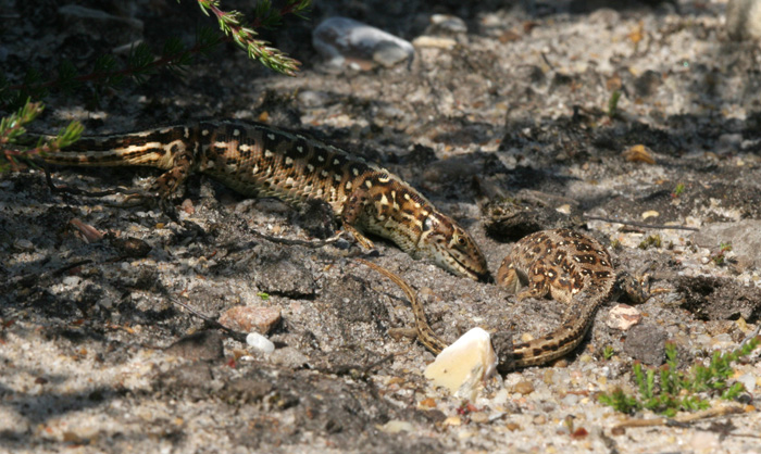 This dominant female is attacking a submissive burrowing female to steal her burrow.