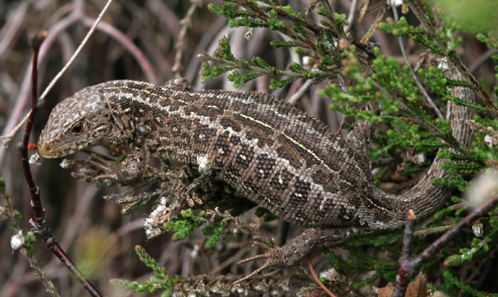 Adult gravid female Sand lizard
            