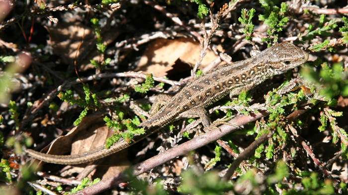 Juvenile Sand lizards can be identified by the two light dorso-lateral lines and row of ocelli along the flanks. They are often mistaken for Common lizards.
