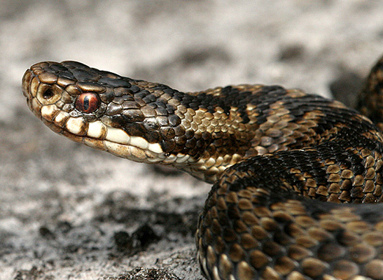 Adder