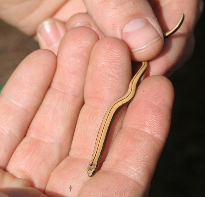 Juveniles have dark sides with a black dorsal stripe.